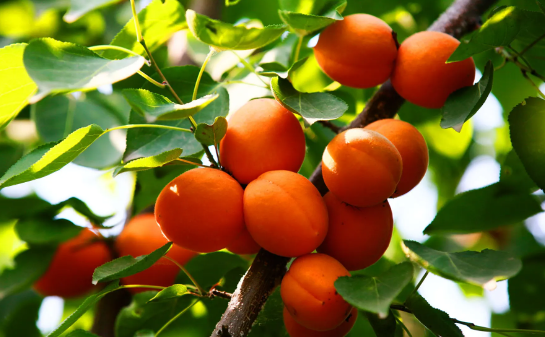 承德露美达饮料有限公司